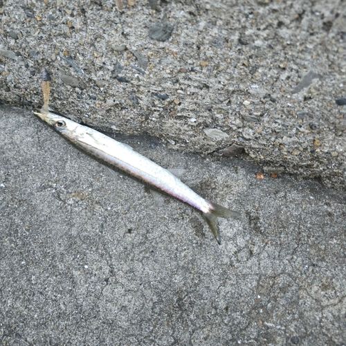 タイワンカマスの釣果