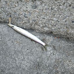 タイワンカマス