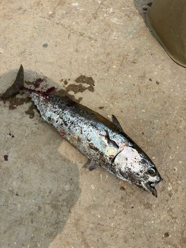 マルソウダの釣果