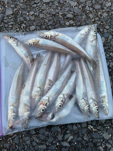 シロギスの釣果