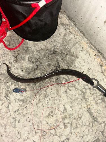 アナゴの釣果