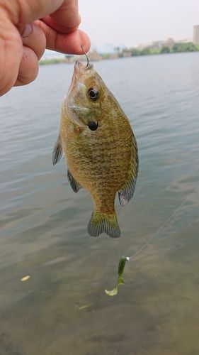 ブルーギルの釣果