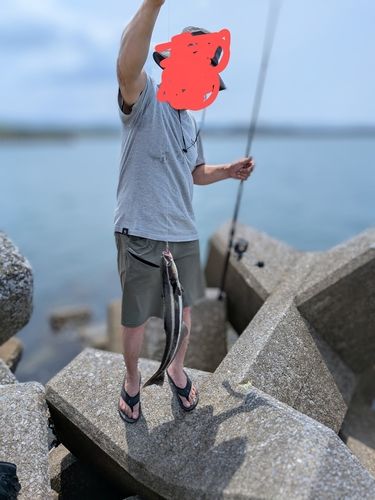 スギの釣果