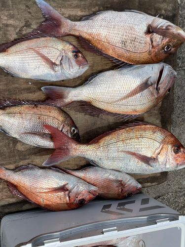 マダイの釣果