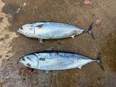 マルソウダの釣果