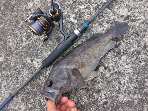 クロソイの釣果