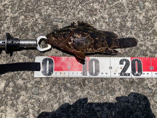 タケノコメバルの釣果