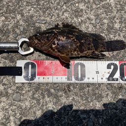 タケノコメバル