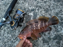 キジハタの釣果