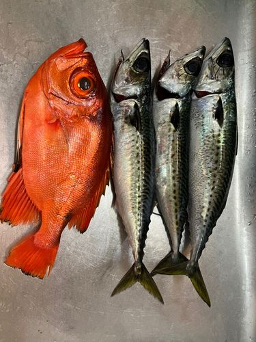 チカメキントキの釣果