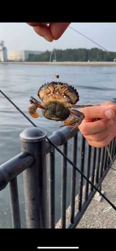 シロギスの釣果