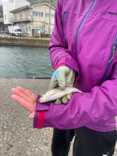 マルタウグイの釣果