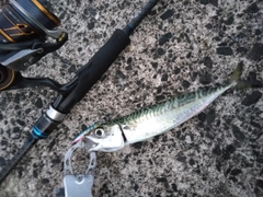 サバの釣果