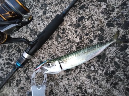 サバの釣果