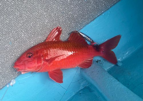 ホウライヒメジの釣果