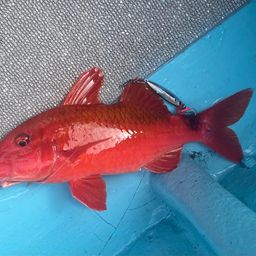 ホウライヒメジ