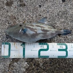 ウマヅラハギ