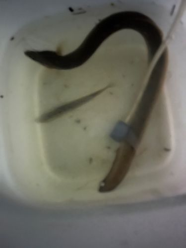 ウナギの釣果