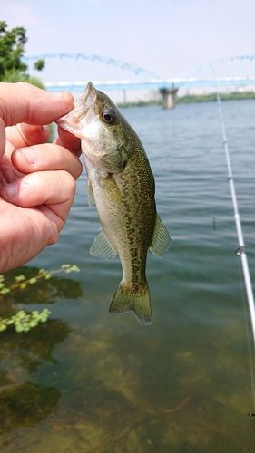 ラージマウスバスの釣果