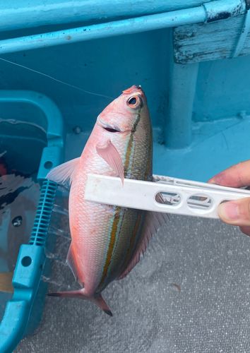 グルクンの釣果