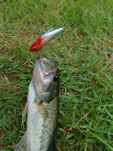 ラージマウスバスの釣果
