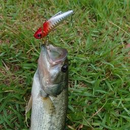 ラージマウスバス