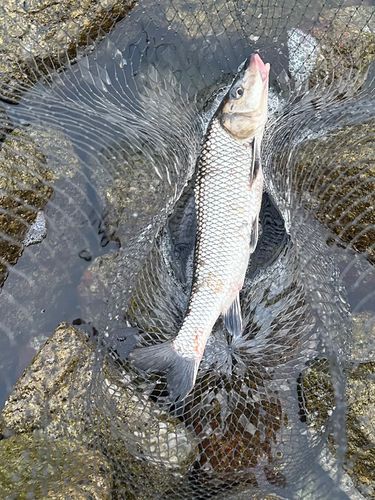 ニゴイの釣果