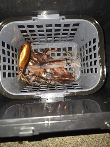 イカの釣果
