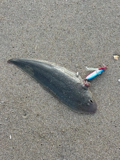 シタビラメの釣果