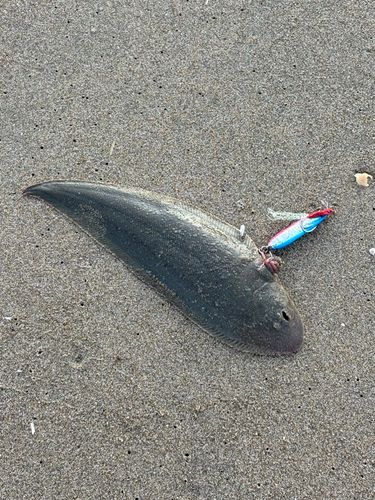 シタビラメの釣果