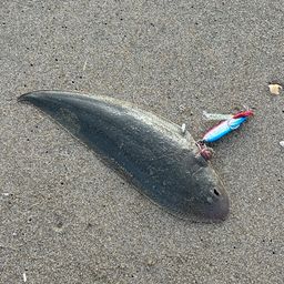 シタビラメ
