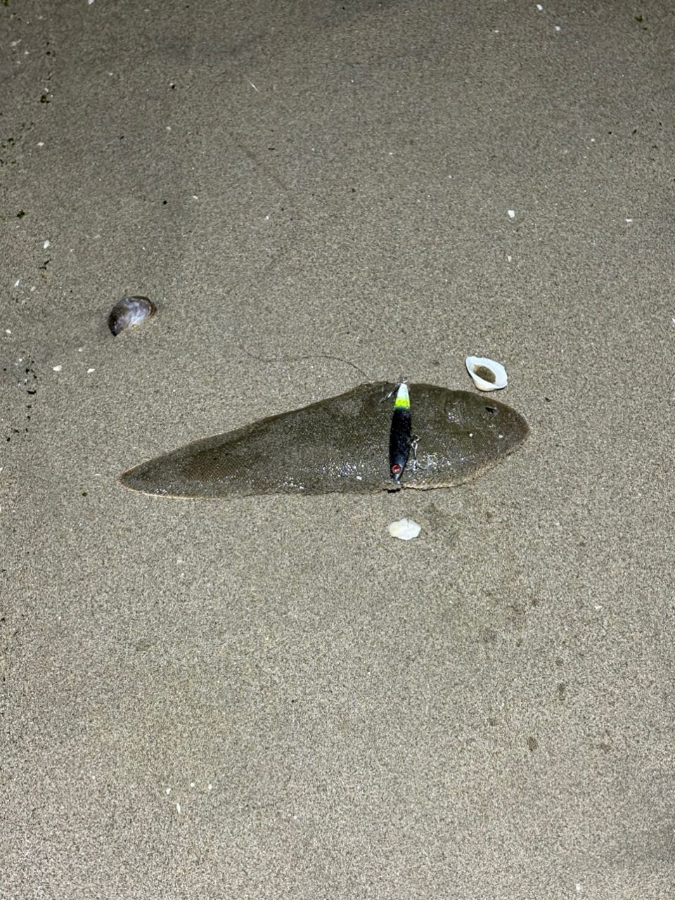 シタビラメ