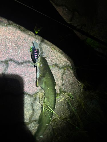 ナマズの釣果