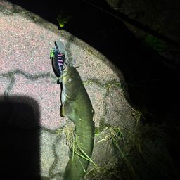 ナマズ