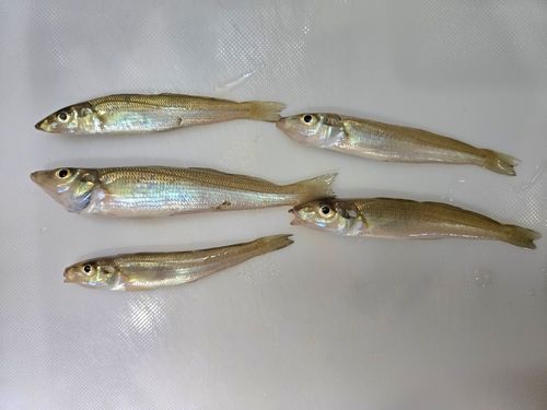 キスの釣果