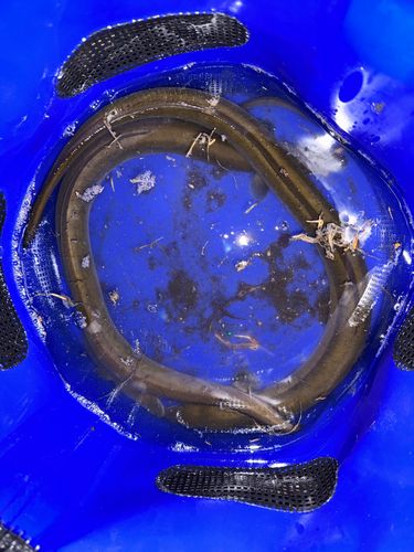 ウナギの釣果