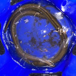 ウナギ