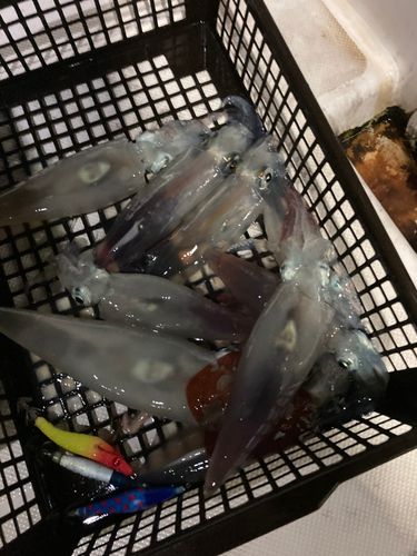 ケンサキイカの釣果
