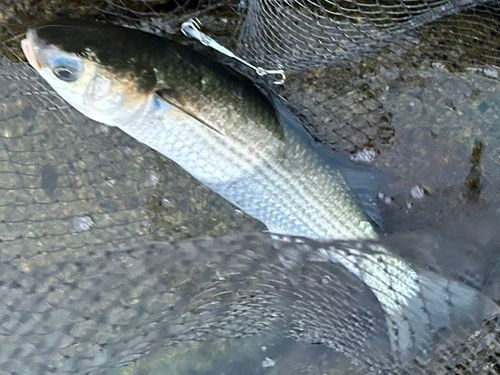 ボラの釣果