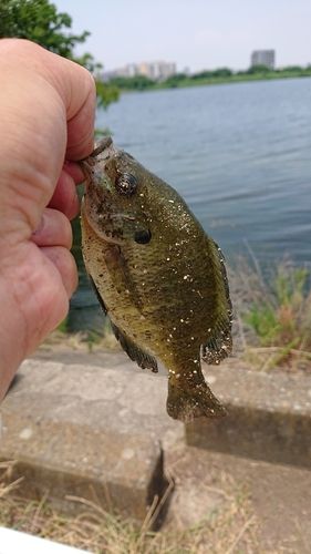 ブルーギルの釣果