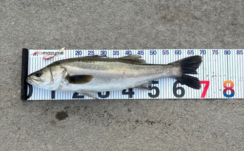 シーバスの釣果