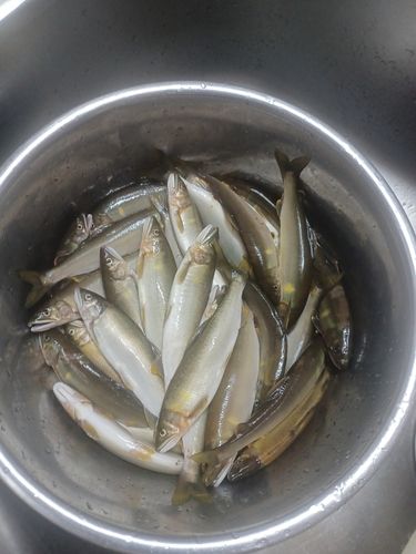 アユの釣果