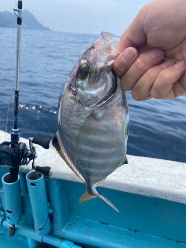 カイワリの釣果