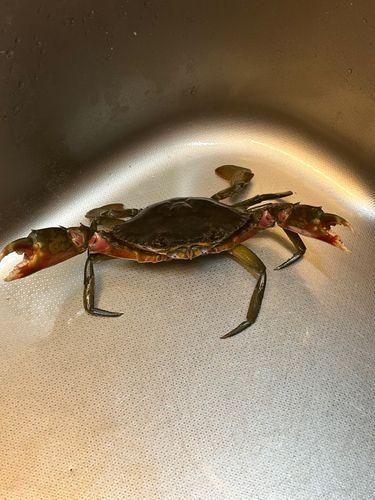 ノコギリガザミの釣果