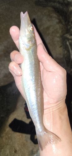 キスの釣果