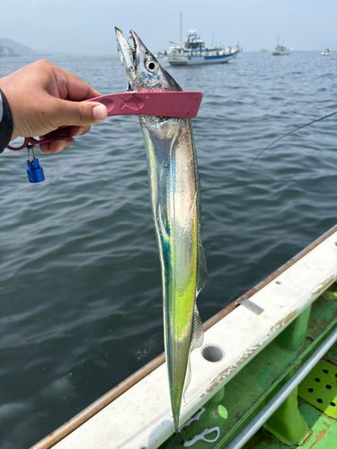 タチウオの釣果