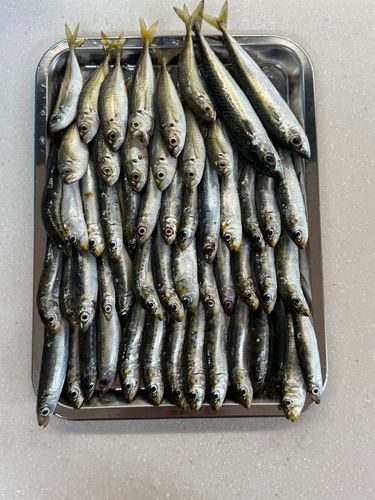 イワシの釣果