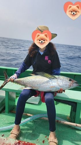 キハダマグロの釣果