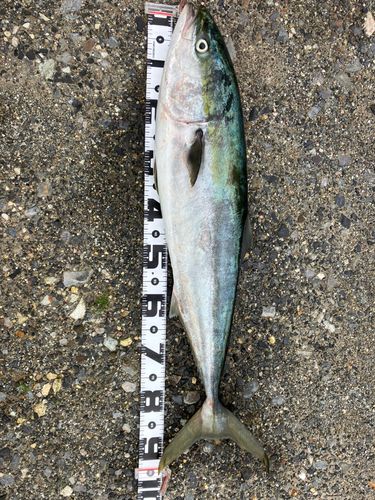 ブリの釣果