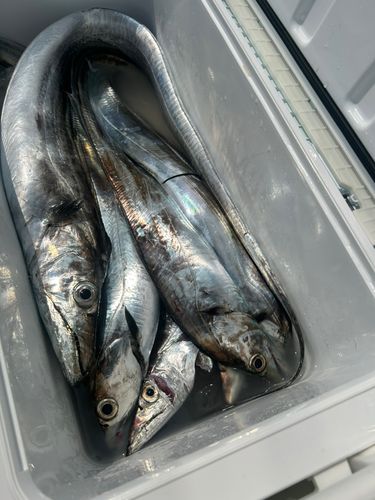 タチウオの釣果